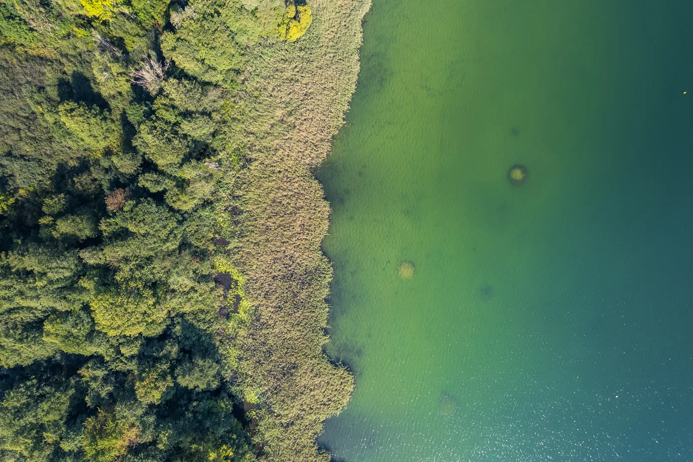 Türkisgrünes Wasser und bewaldetes Ufer am Ossiacher See aus der Luft